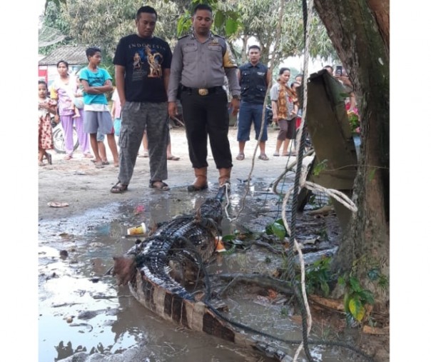 Tampak seekor buaya yang ditangkap warga, setelah masuk ke kebun