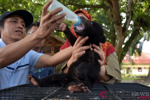Petugas memberikan susu kepada anak bayi beruang madu. 