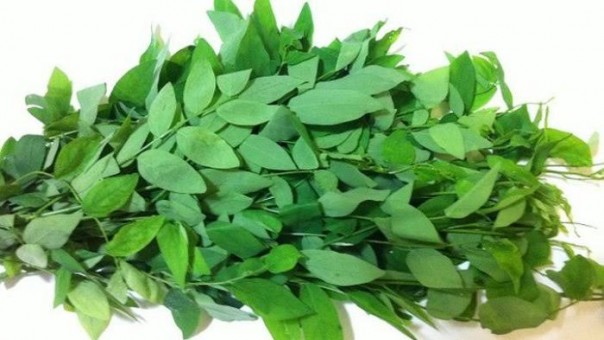 Daun katuk