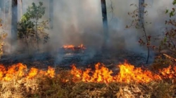 Ilustrasi kebakaran hutan dan lahan. 