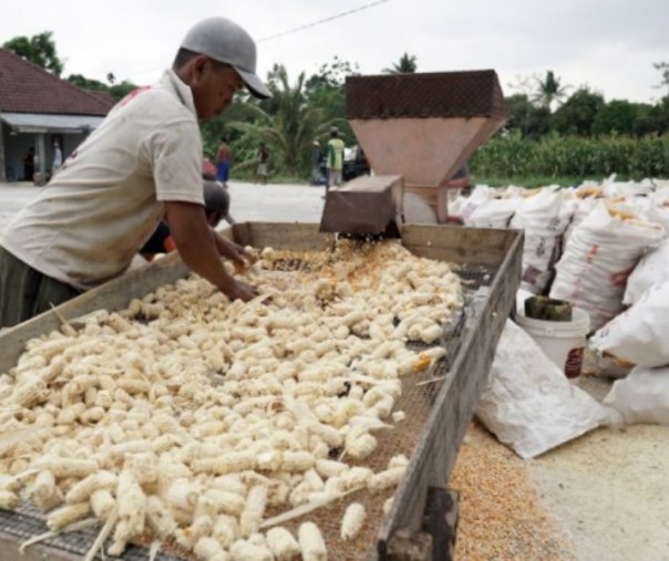 Pekerja merontokkan biji jagung menggunakan mesin di Desa Kajongan, Bojongsari, Purbalingga, Jateng. Foto: Antara.