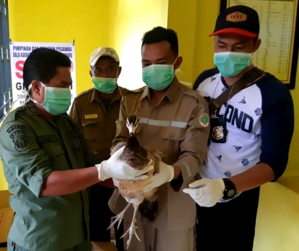 Pihak Balai Karantina Pertanian Pekanbaru menyerahkan tujuh ekor burung Merak kepada BBKSDA Riau di Sungai Guntung, Kabupaten Inhil akhir November 2018 lalu. Foto: Gagasanriau.com.