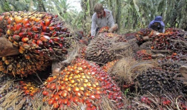 Kelapa sawit