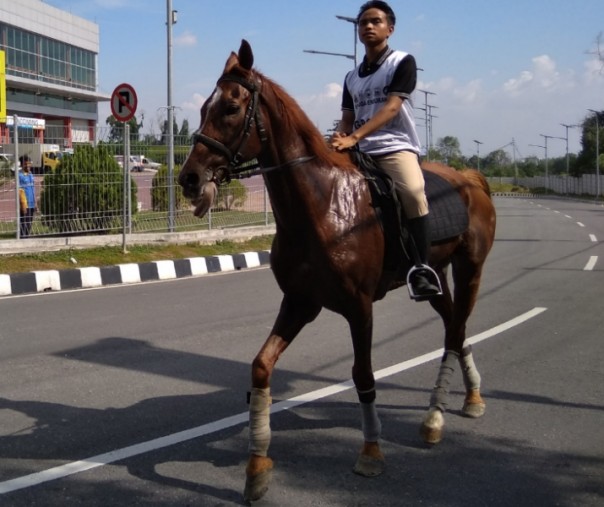 Salah satu kuda yang didatangkan dari Tebing Tinggi Okura untuk memeriahkan penyambutan capres Prabowo Subianto di VVIP Bandara SSK II Pekanbaru, Rabu (13/3/2019). Foto: Surya/Riau1.