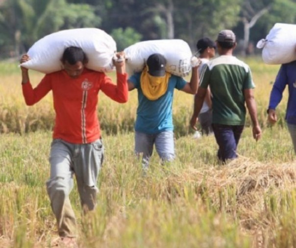 Sejumlah buruh mengangkut gabah saat panen di area persawahan. Foto: Antara. 