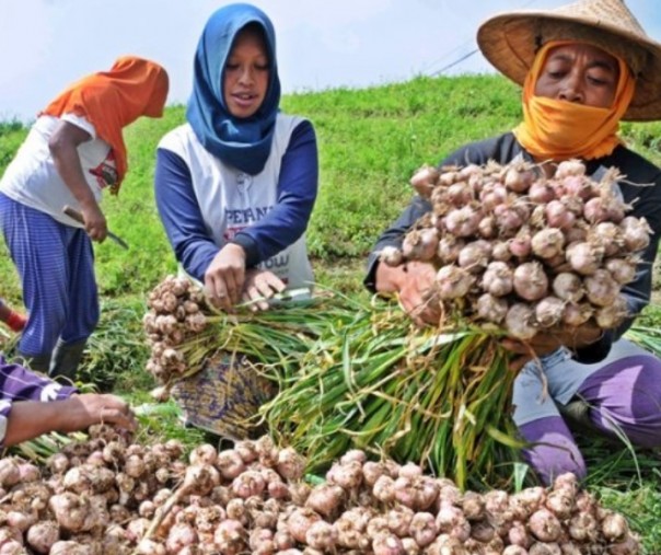 Sejumlah petani menujukkan hasil panen bawang putih. Foto: Antara.