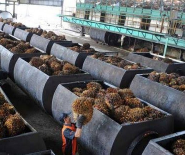 Pengolahan sawit di salah satu pabrik di Indonesia. Foto: Merdeka.com.