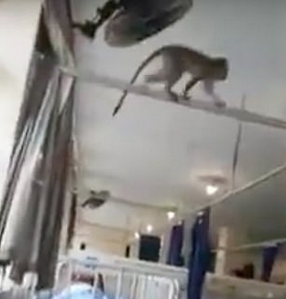 Kawanan Monyet di Rumah Sakit Afrika Selatan