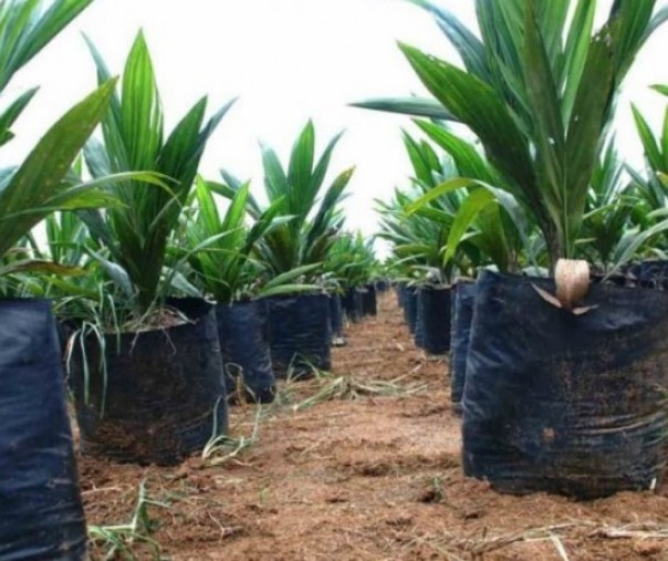 Bibit sawit untuk program Peremajaan Sawit Rakyat (PSR). Foto: Istimewa.