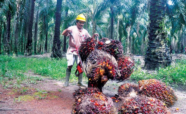 Kelapa sawit