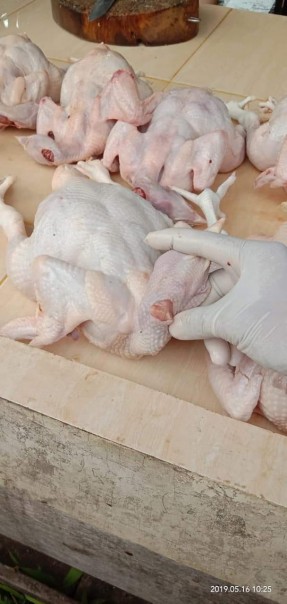 Contoh Ayam Potong Yang Tidak Sesuai Syariat