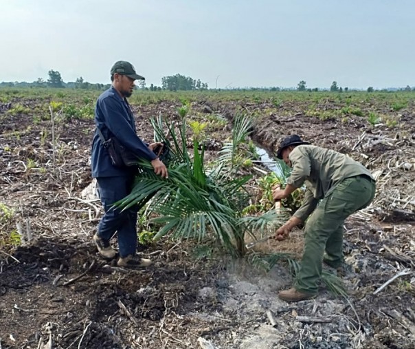 Foto: proses pencabutan bibit sawit di kawasan Cagar Biosfer Giam Siak Kecil Bukit Batu. Humas BBKSDA Riau/Istimewa. 