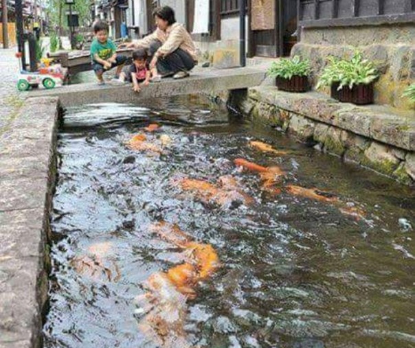 Kota Tsuwano Di Jepang dengan pemandangan ikan koi di selokan (Foto: Istimewa) 