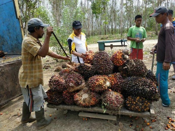 Aktivitas petani sawit di Riau saat panen. 