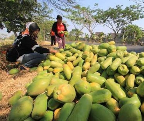 Ilustrasi Panen pepaya (Foto: Istimewa/koran Jakarta) 