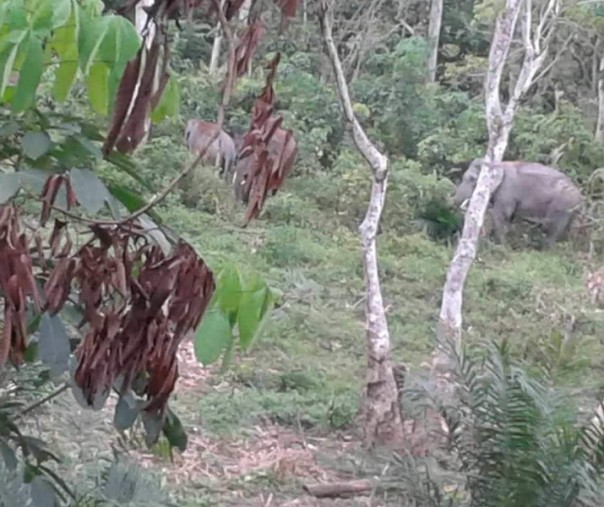 Kawanan gajah liar yang serang kebun sawit di Kecamatan Peranap, Kabupaten Indragiri Hulu, Provinsi Riau (Foto: Istimewa/BBKSDA Riau)