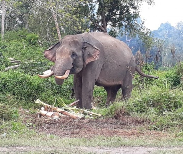 Gajah yang bernama Indro disiapkan BBKSDA Riau untuk menghalau gajah liar di Indragiri Hulu (Foto: Istimewa/BBKSDA Riau) 