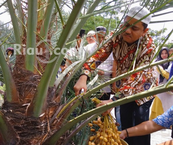 Sekretaris Daerah Provinsi Riau, Ahmad Hijazi memanen kurma di halaman Mesjid Nurul Falah Darul Muttaqin (Foto: Zar/Riau1.com) 