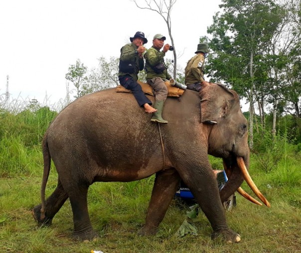 Upaya penghalauan Gajah liar di Kecamatan Peranap, Kabupaten Indragiri Hulu, Riau (Foto: Istimewa/BBKSDA Riau)