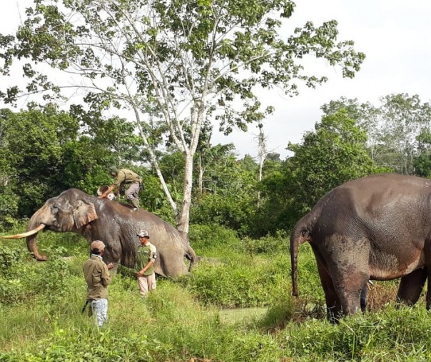 Gajah jinak Indro disiapkan untuk mengawal kawanan gajah liar yang berada di Pranap (Foto: Istimewa/BBKSDA)