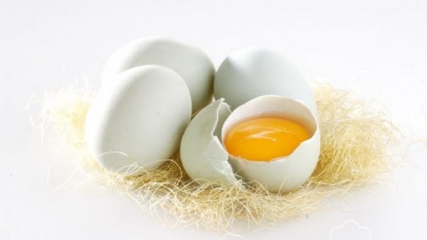 Telur Bebek Ilustrasi