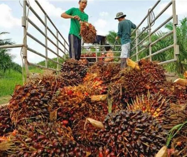 Ilustrasi pekerja sedang memanen buah sawit (Foto: Istimewa/Internet)