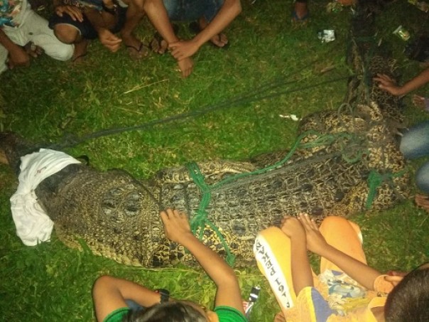 Seekor buaya di Danau Meduyan Inhu yang berhasil ditangkap warga