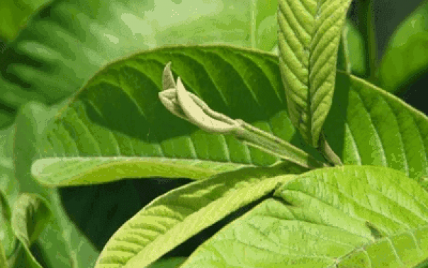 Daun Jambu Biji-foto google