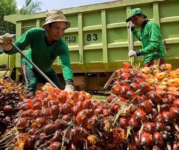 Ilustrasi panen buah kelapa sawit (Foto: Istimewa/Internet)