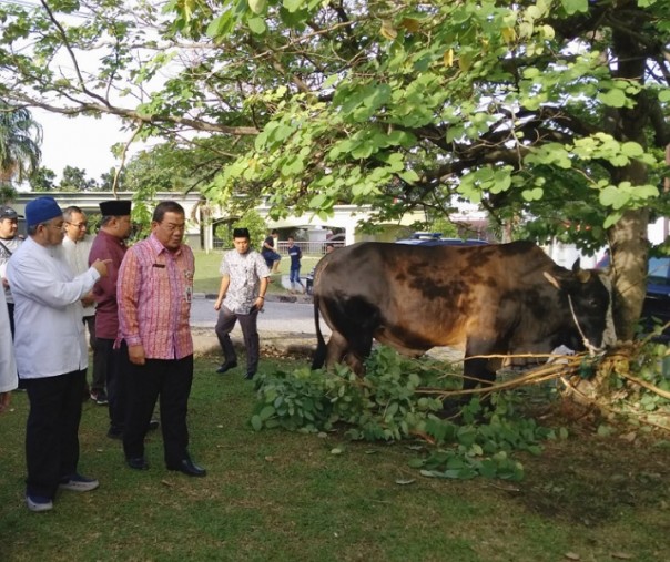 Mantan Gubernur Riau, Arsyadjuliandi Rachman menyerahkan langsung sapi kurban milik presiden RI, Joko Widodo tahun 2018 (Foto: Zar/Riau1.com) 