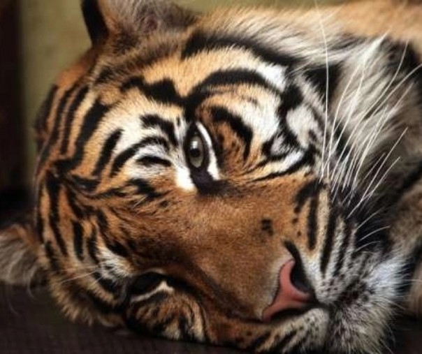 Ilustrasi harimau (Foto: Istimewa/Internet) 