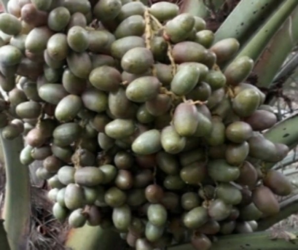 Kurma tropis KL1. Foto: Riau1.