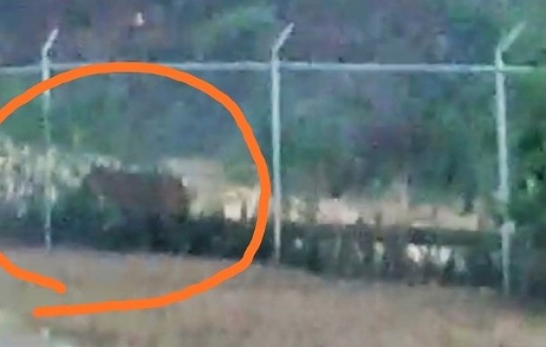 Kemunculan seekor harimau sumatera di lokasi GS-5 Monas milik PT CPI yang terekam kamera