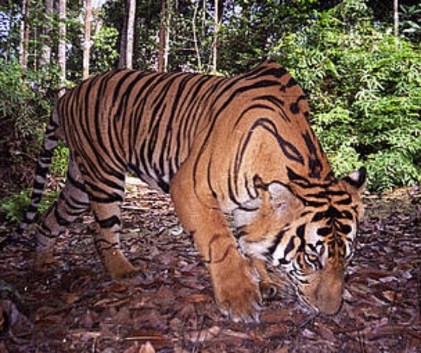 Ilustrasi harimau (Foto: Istimewa/Internet)