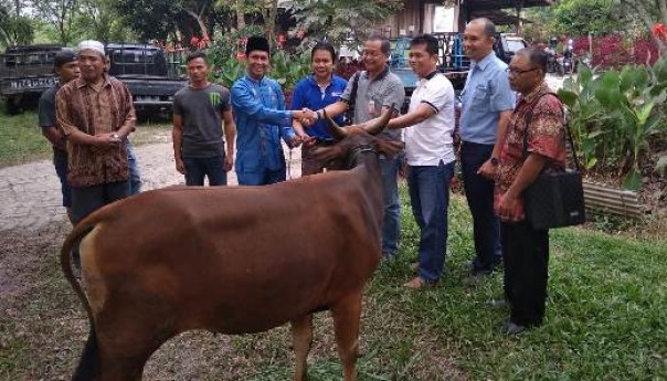 Penyaluran sapi kurban oleh PT IKPP dan PT Pindo Deli