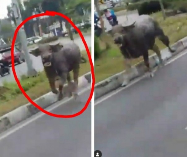 Seekor kerbau berlarian di sepanjang Jalan Jenderal Sudirman, Pekanbaru, Minggu (11/8/2019). Foto: Tangkapan layar di Instagram.