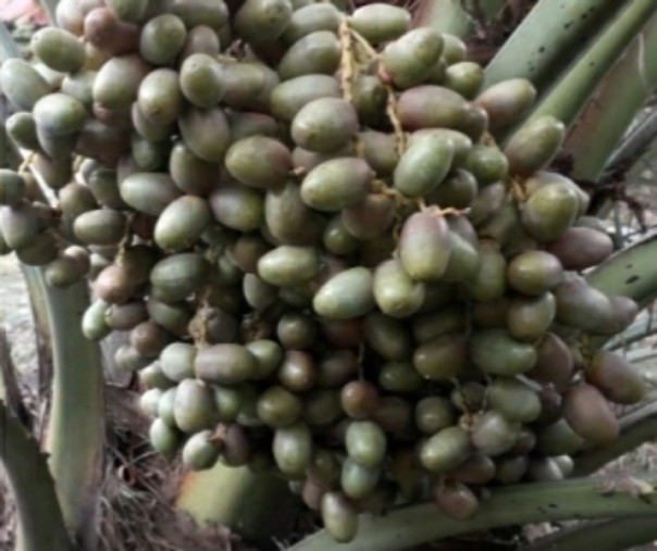 Kurma tropis KL1. Foto: Riau1.