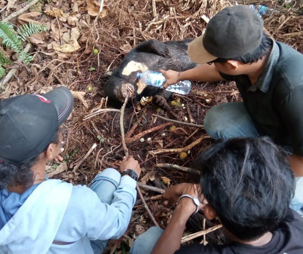 Penampakan Beruang madu (helarctor malayanus) yang mati (Foto: Istimewa/RSF)