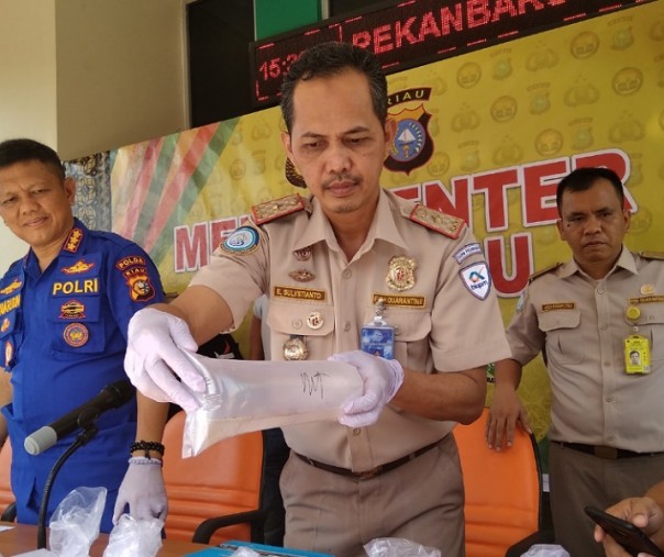 Kepala Stasiun Karantina Ikan dan Pengendalian Mutu Pekanbaru Eko Sulystianto saat melihatkan benih lobster yang diterima dari Polda Riau. Foto: Surya/Riau1.