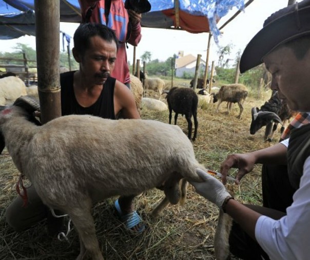 Petugas Dinas Peternakan Provinsi Banten dibantu pemilik menyuntik domba dengan obat pencegah diare. Foto: Antara.