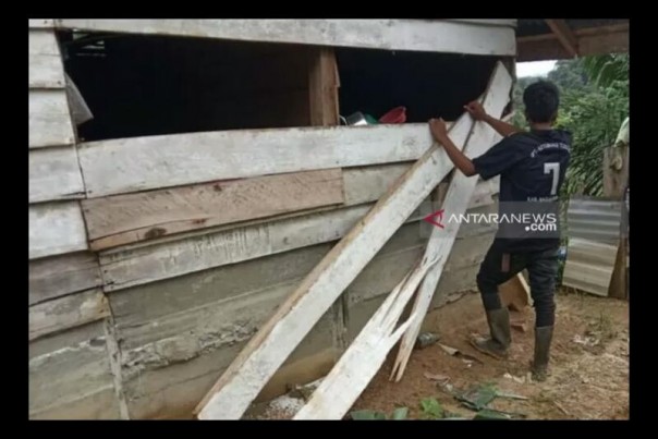 Rumah warga transmigrasi Blang Lango dirusak gajah liar di Nagan Raya Aceh, Sabtu. 