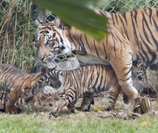Ilustrasi Harimau Sumatera (Foto: Istimewa/Internet)