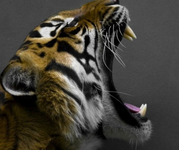 Ilustrasi mitos harimau (Foto: Istimewa/Internet)