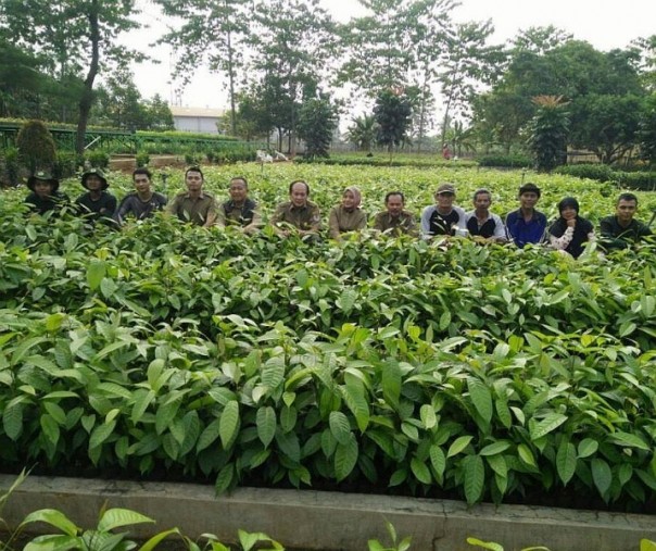 Bibit pohon gratis (Foto: Istimewa/Ditjen PDASHL)