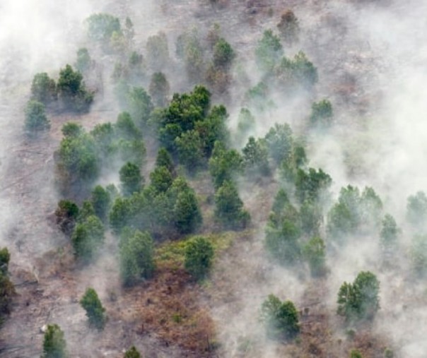 Kebakaran Hutan di Riau. Foto: Antara.