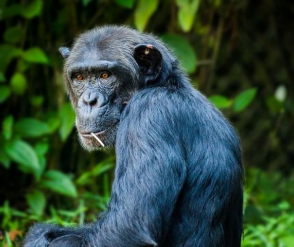 Ilustrasi simpanse. Foto: Pixabay.