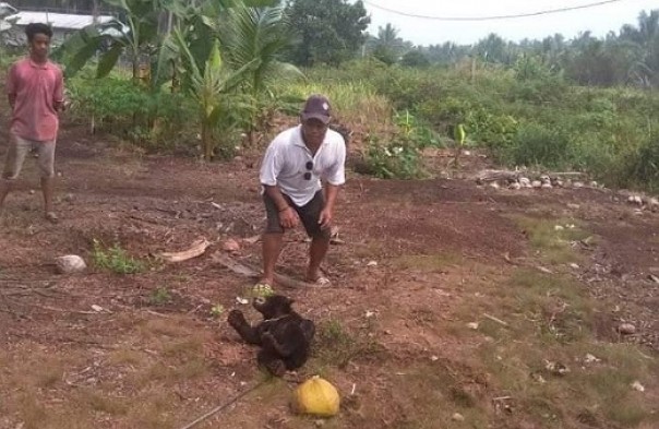 Beruang madu tersesat ke perkampungan warga di Kecamatan Mandah, Inhil