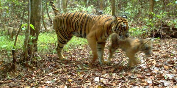 Dua Ekor Harimau Sumatera. 