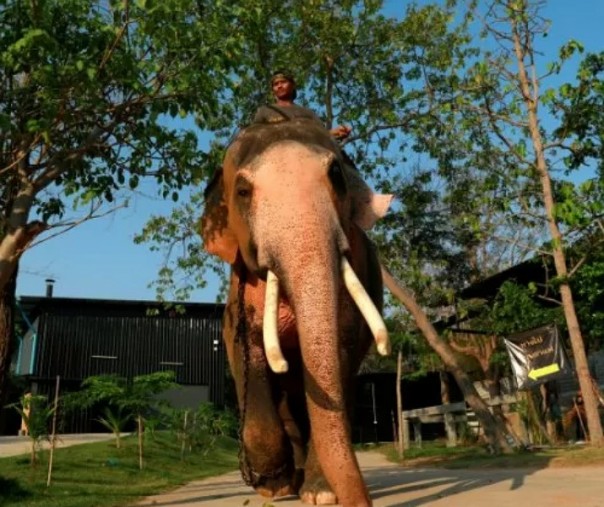 Plai Ekachai, 33, yang akan menjadi gajah putih pertama yang ditemukan pada pemerintahan Raja Rama X. Foto: Antara.