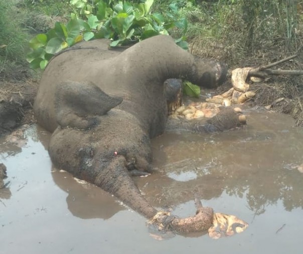 Gajah Sumatera tewas dengan kondisi perut pecah (Foto: Istimewa/ Rimba Satwa Fondation)